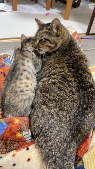 我が家のにゃんこ(*^^*)