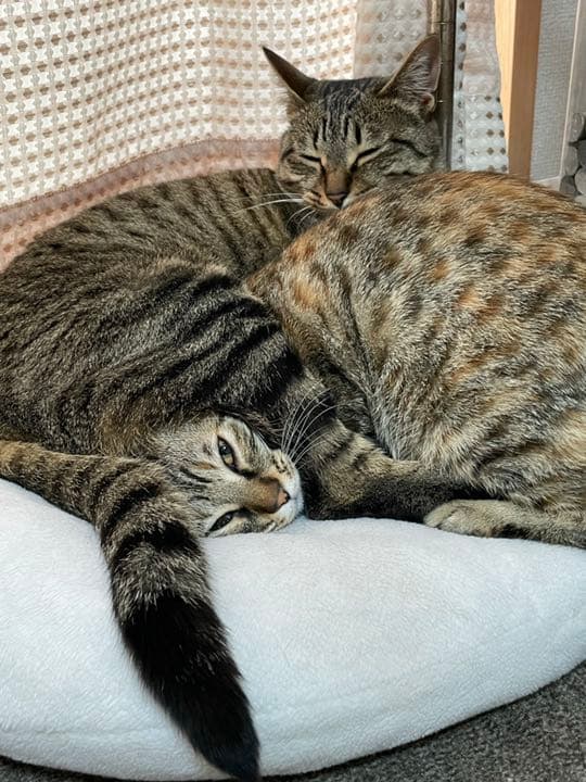 我が家のにゃんこ(*^^*)