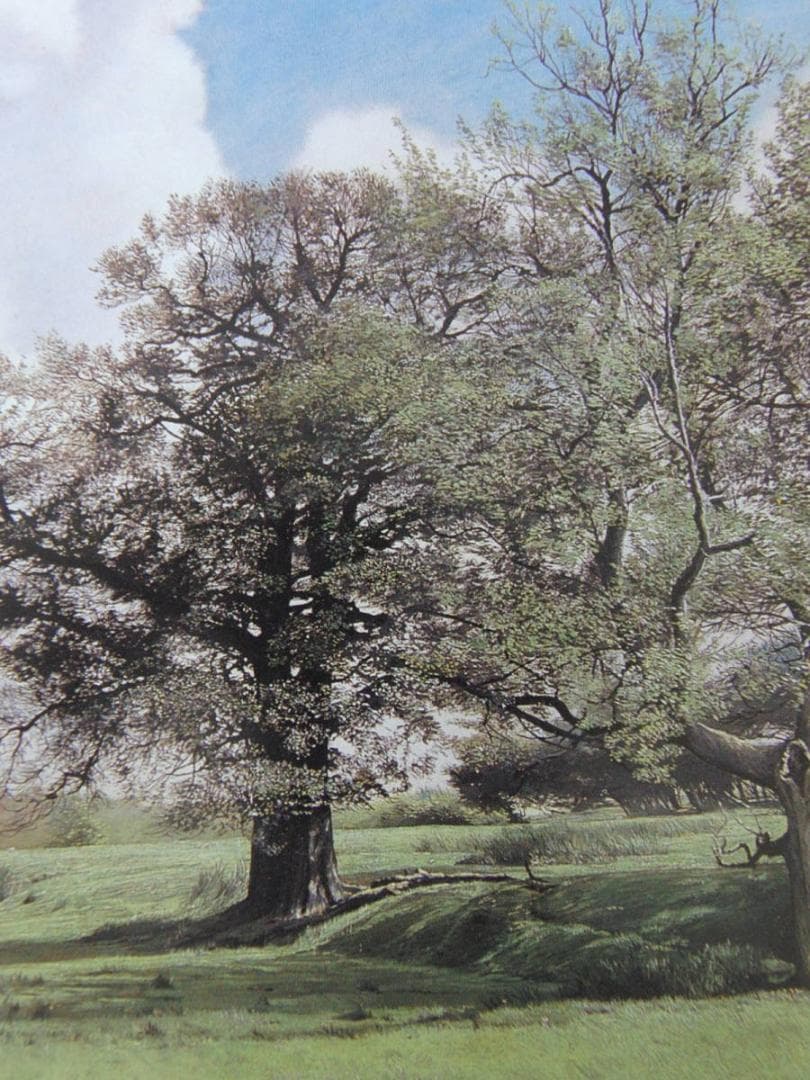 原雅幸、【Chiddingstoneの新緑】、希少な額装用画集より、新品額装付