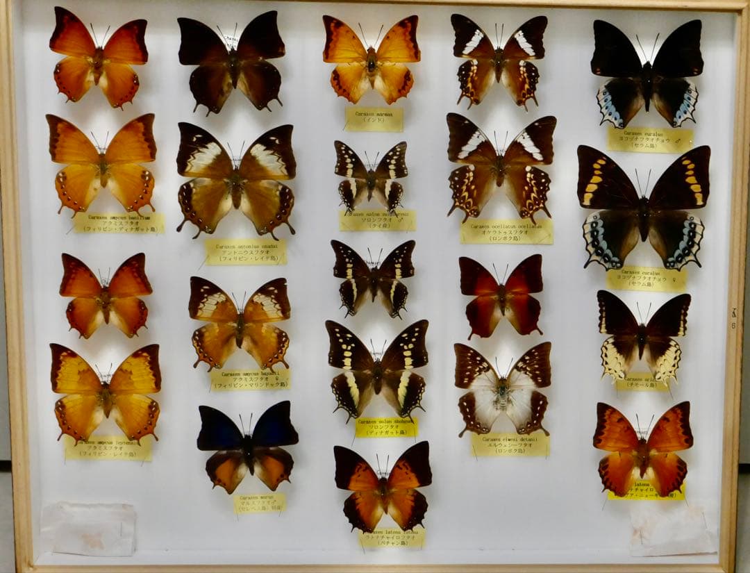 蝶標本 Caraxes フタオ 東南アジア①研究産地別コレクション 大型ドイツ箱