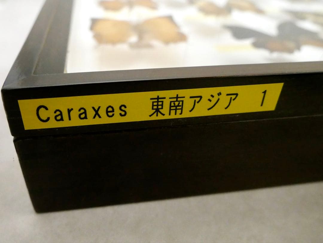 蝶標本 Caraxes フタオ 東南アジア①研究産地別コレクション 大型ドイツ箱