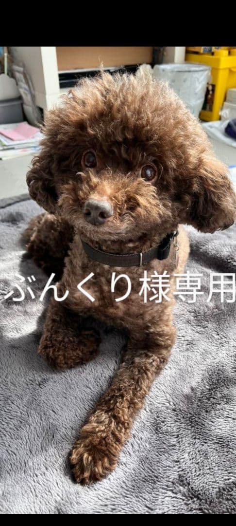 ぶんくりオーダーページ♡