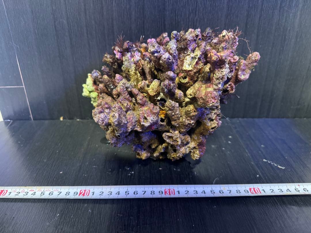 ナカジ 天然ライブロック 6.4kg (7個)