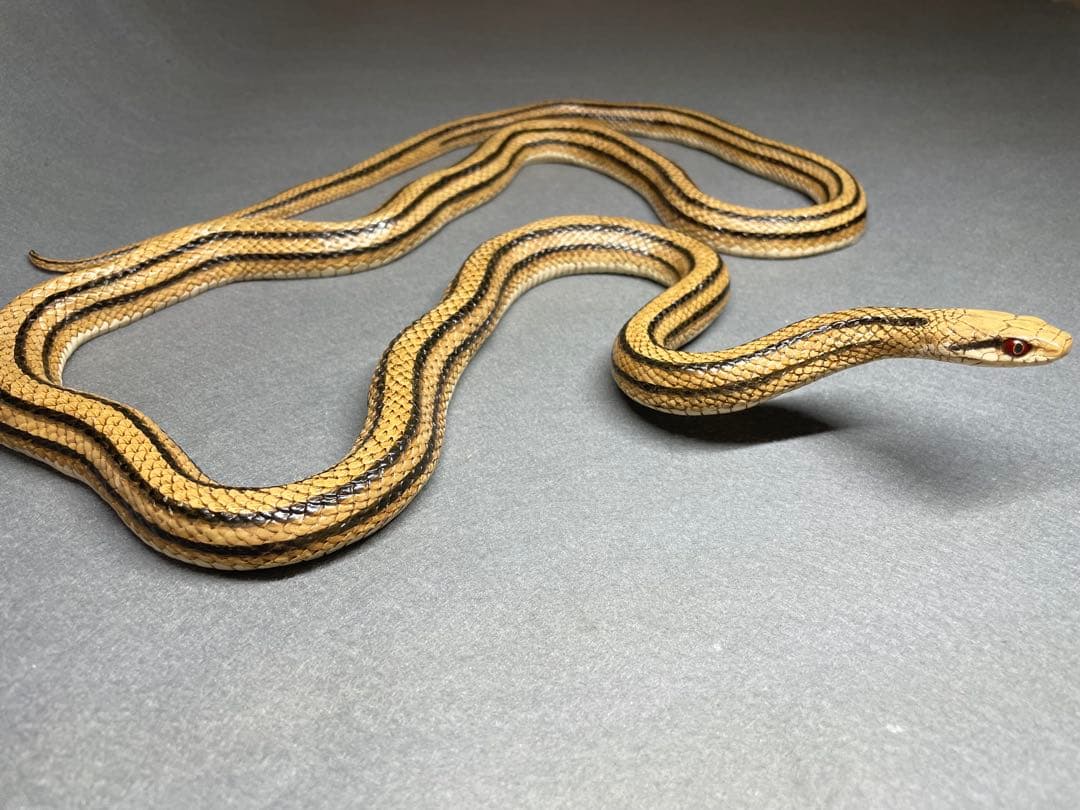 シマヘビ（レプリカ）