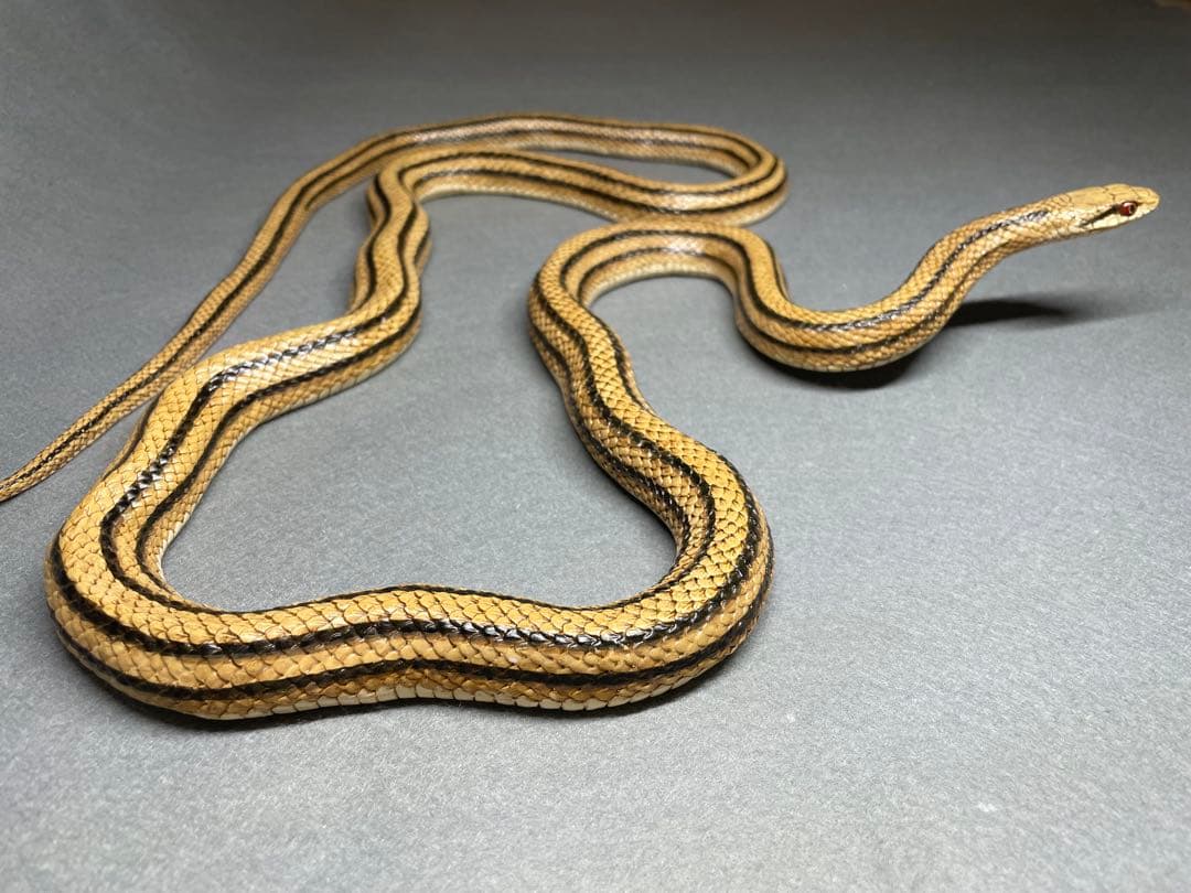 シマヘビ（レプリカ）
