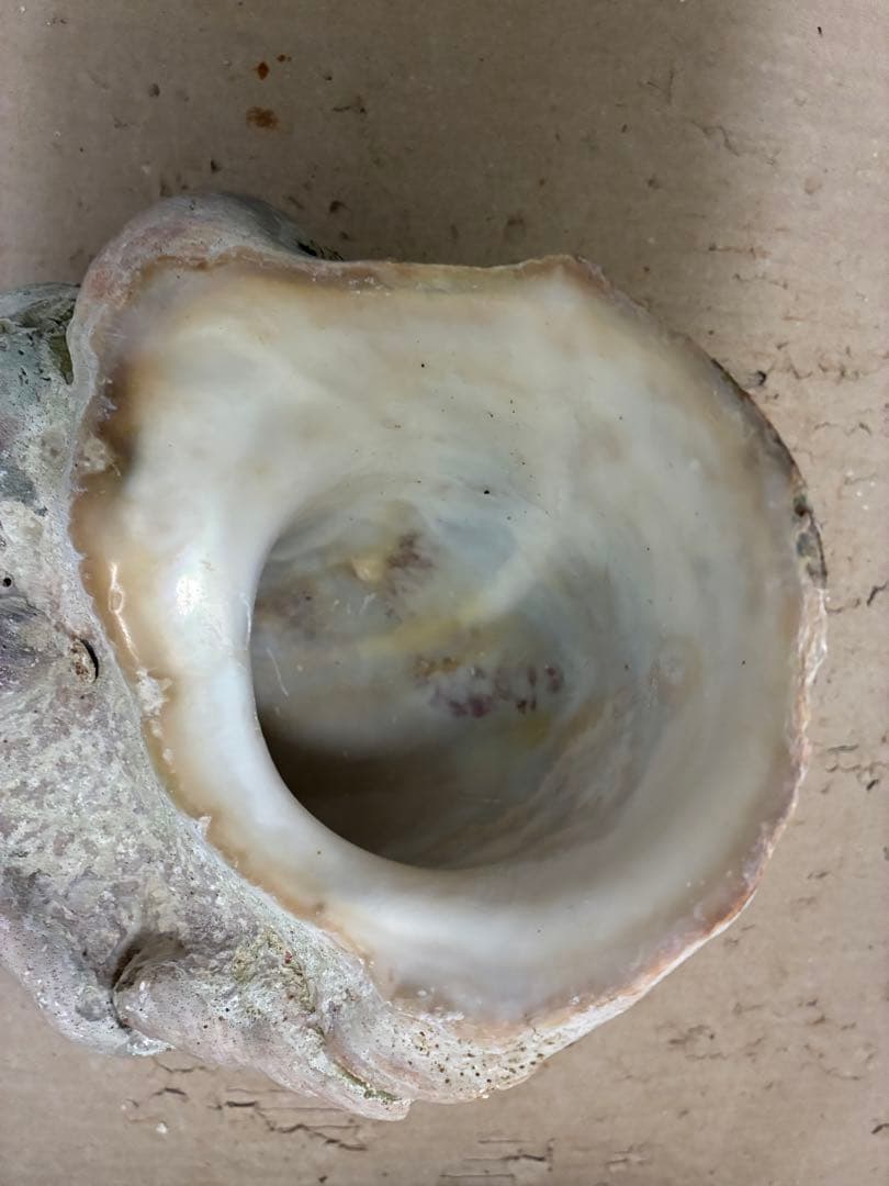 スライス【訳アリ夜光貝】沖縄県産