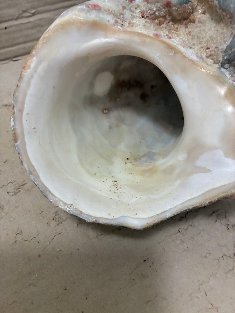 スライス【訳アリ夜光貝】沖縄県産