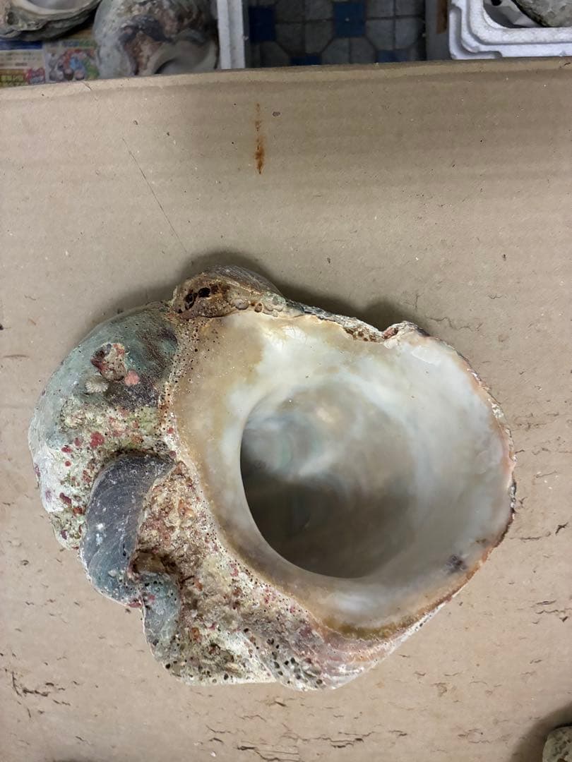 スライス【訳アリ夜光貝】沖縄県産