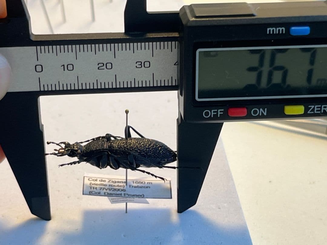 【36mm】ボンヴロワキンオサムシ トルコ産 標本 イボハダオサムシ 青緑