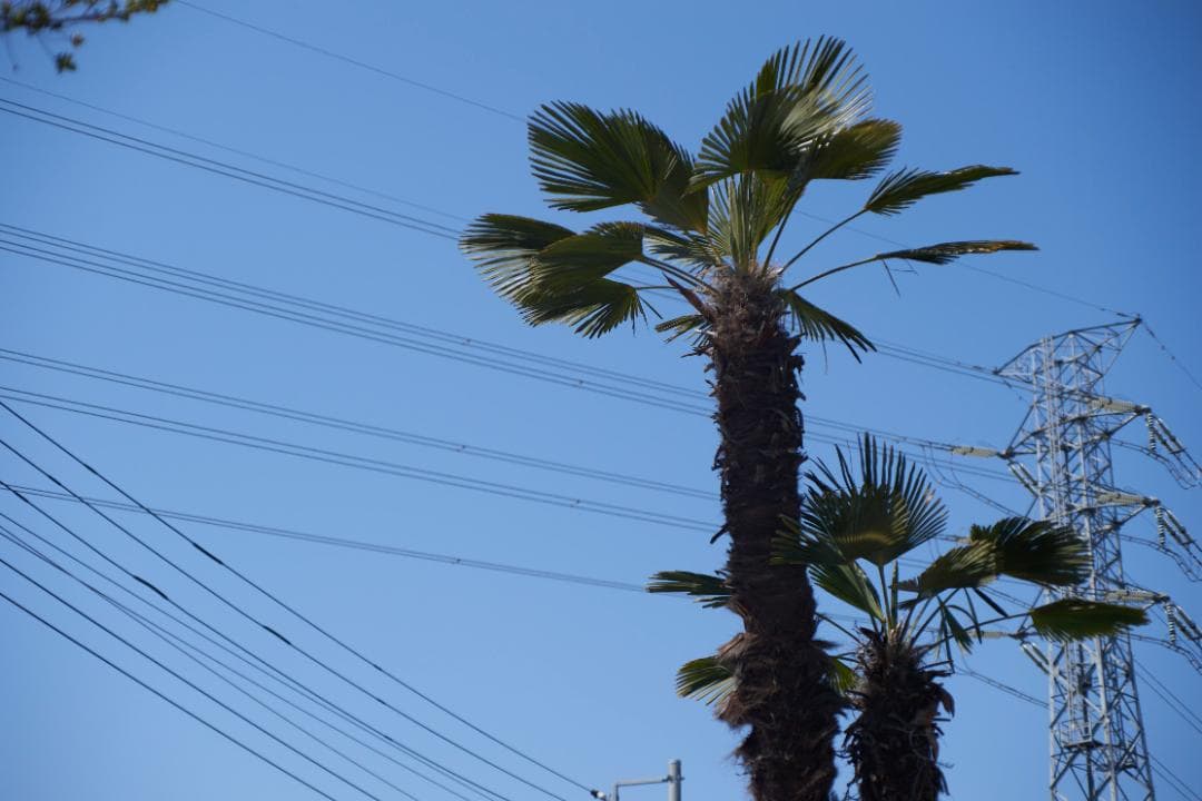 SMC PENTAX-M F1.4 /50mm KマウントL83