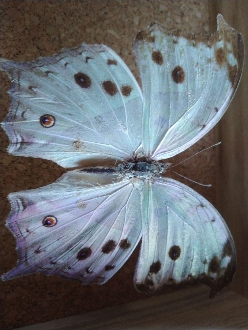 蝶標本 木製ケース付き