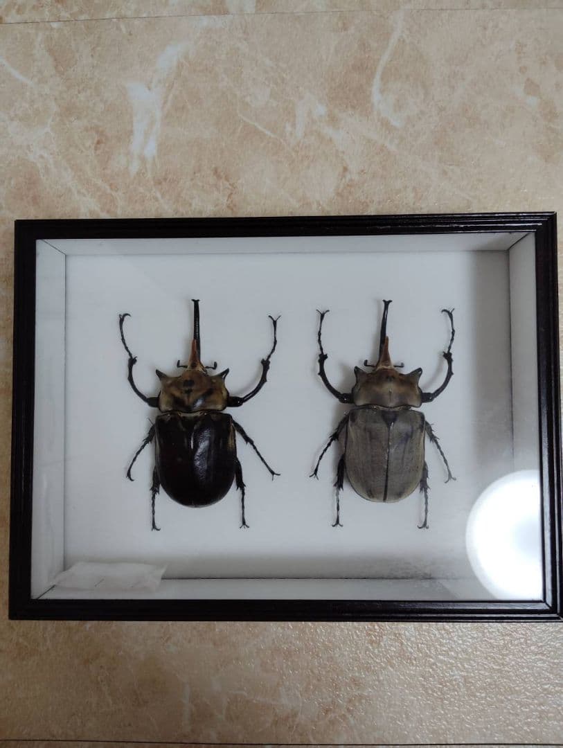 【エレファスゾウカブト】エレファス標本 昆虫　オス２匹セット
