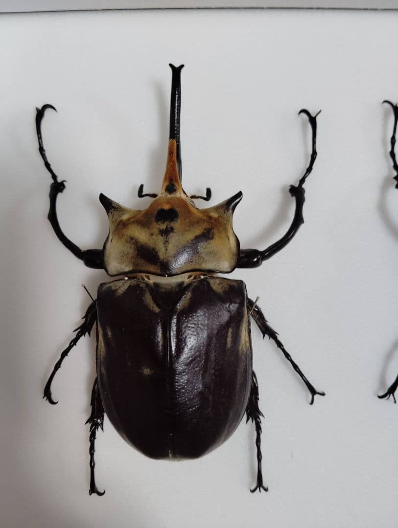 【エレファスゾウカブト】エレファス標本 昆虫　オス２匹セット