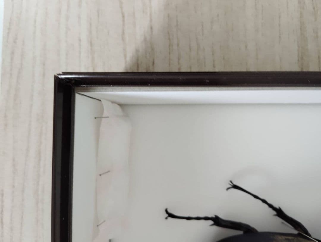 【エレファスゾウカブト】エレファス標本 昆虫　オス２匹セット