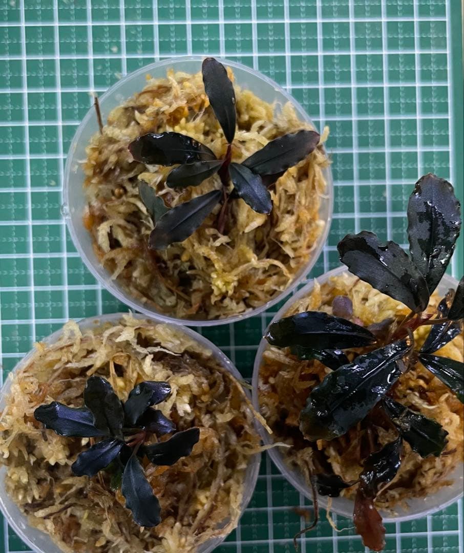 Bucephalandra sp.Ghost kalimantan①