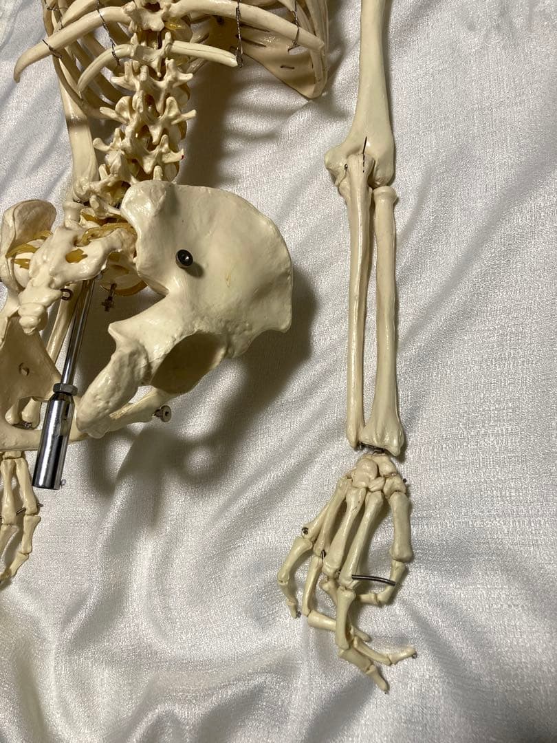 人体骨格模型 等身大