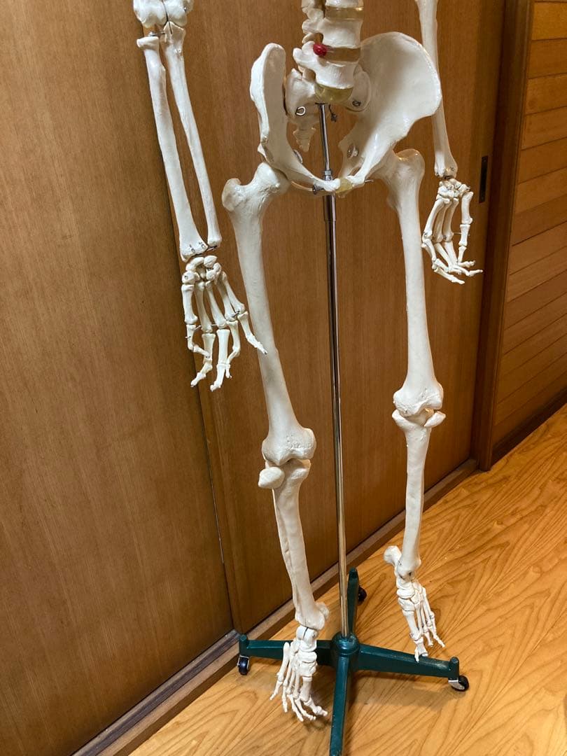 人体骨格模型 等身大