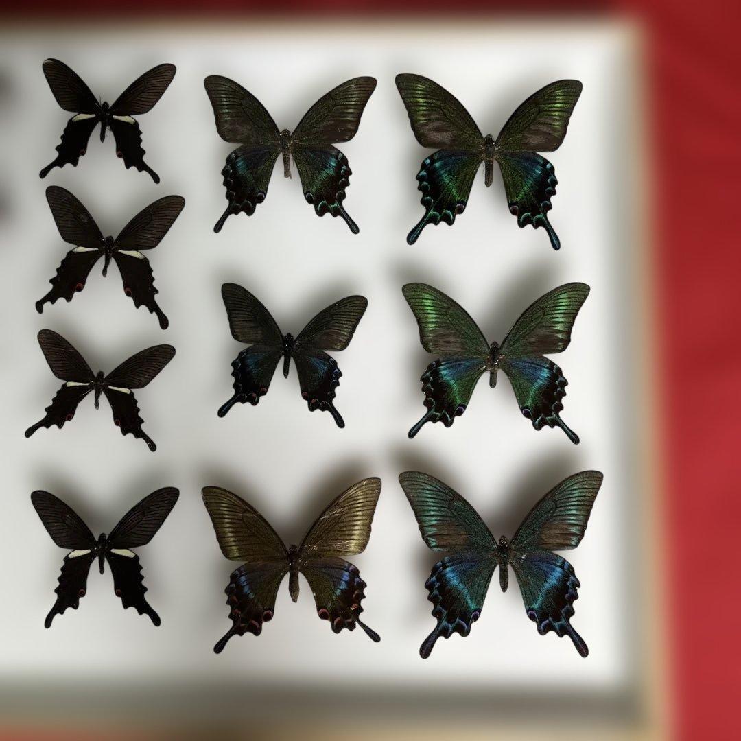 希少蝶標本ドイツガラス木箱現状品のみ41x50x6cm