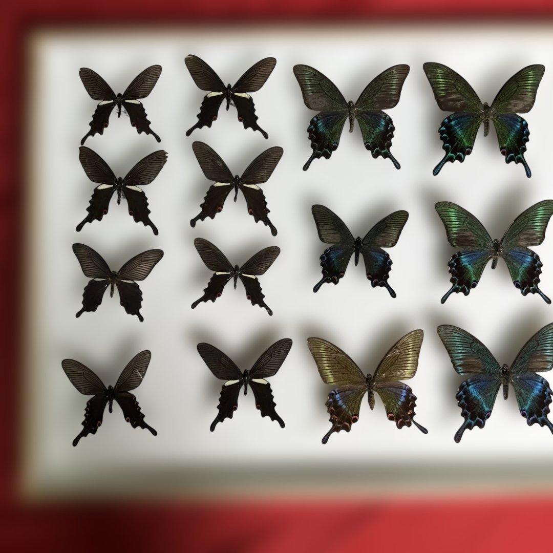 希少蝶標本ドイツガラス木箱現状品のみ41x50x6cm