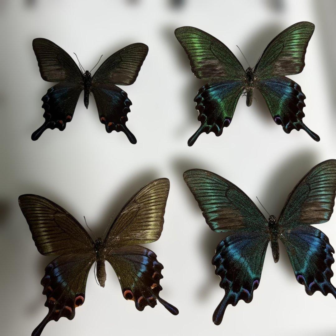 希少蝶標本ドイツガラス木箱現状品のみ41x50x6cm