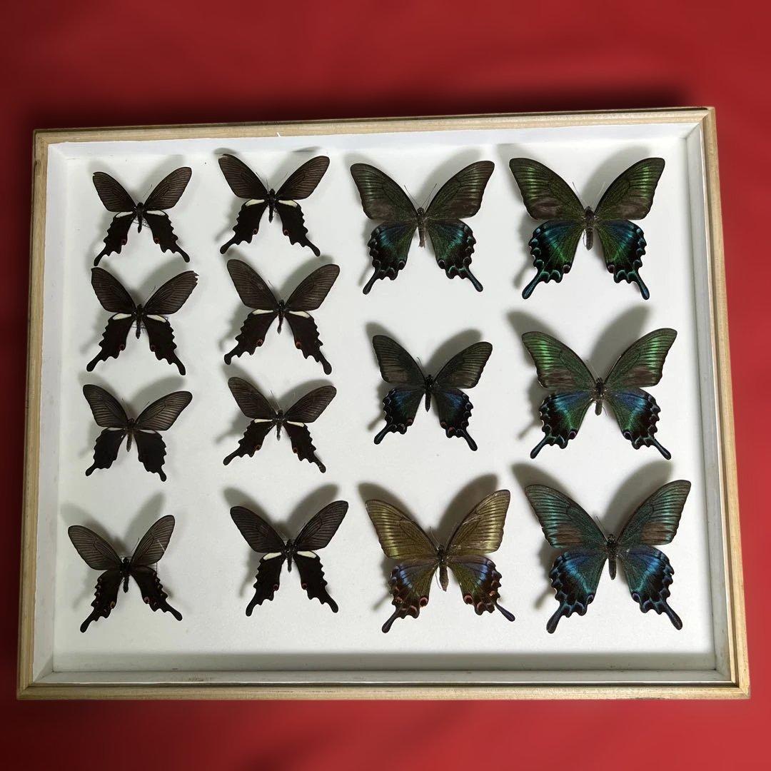希少蝶標本ドイツガラス木箱現状品のみ41x50x6cm