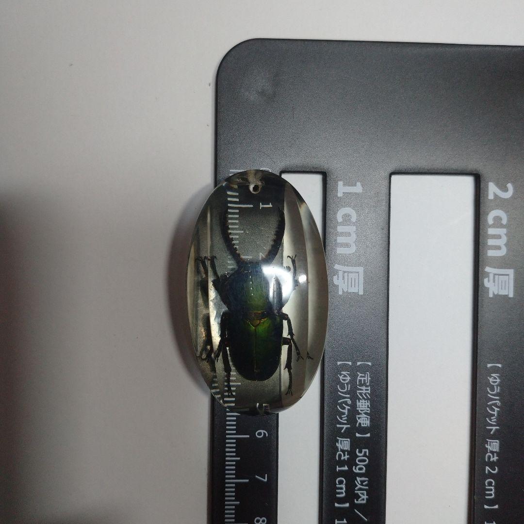 昆虫標本 クリスタルガラス