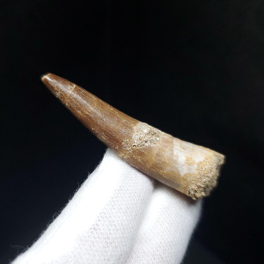 プレシオサウルス 化石 歯 本物 モロッコ産 50.5mm ケース付 pr108
