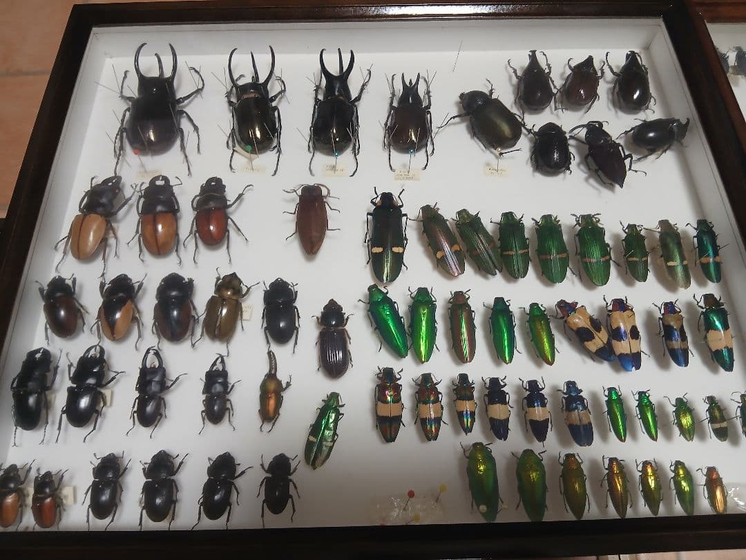 昆虫標本セット ダークブラウンフレーム