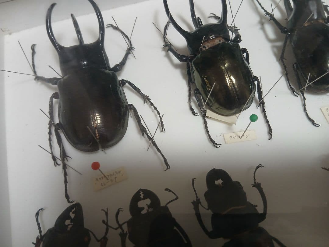 昆虫標本セット ダークブラウンフレーム