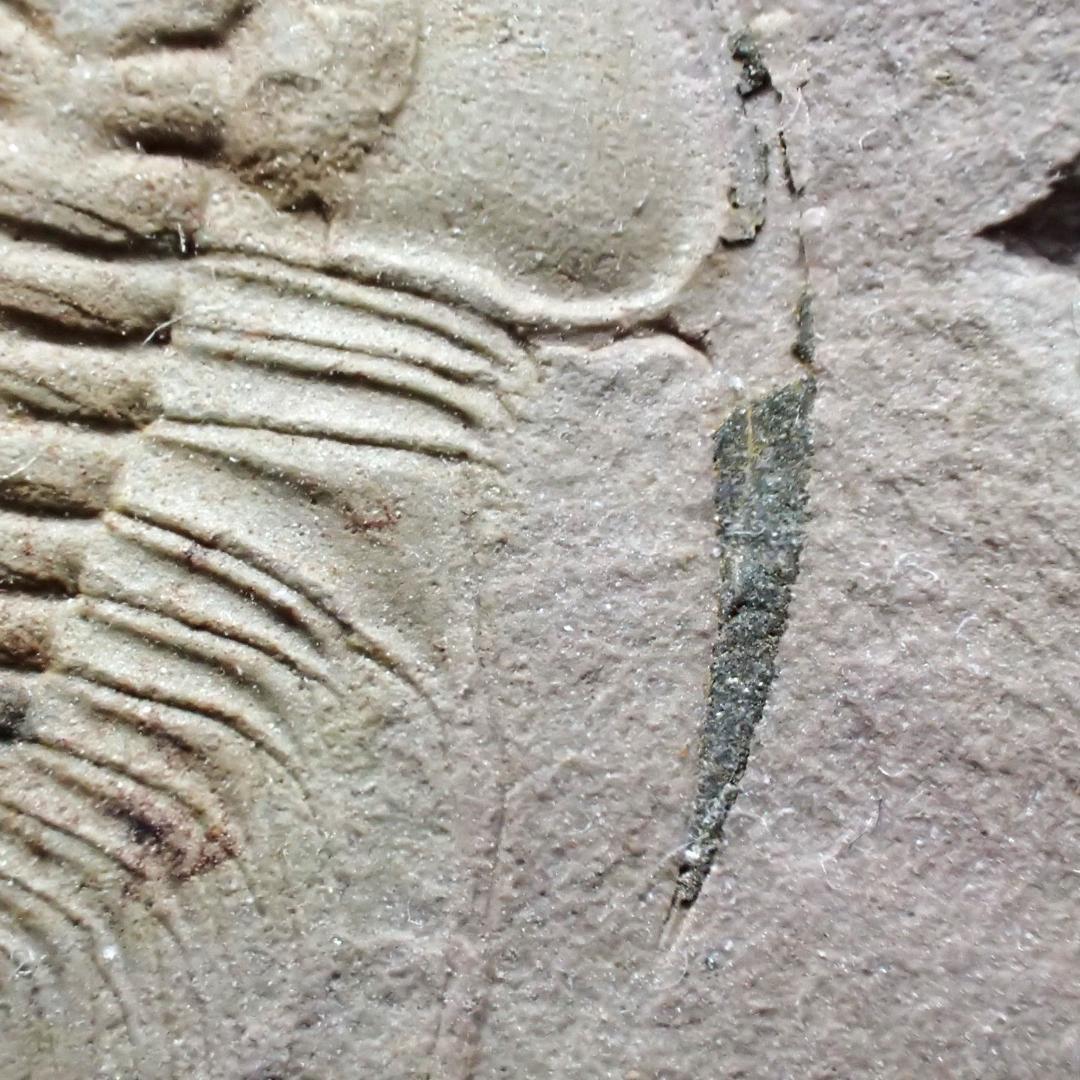 三葉虫の化石 美麗 オレネルス USA産 本物保証