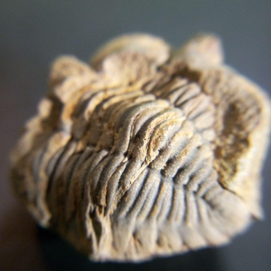 三葉虫　化石　fossil　海　ボリビア産　trilobite　海生動物網①