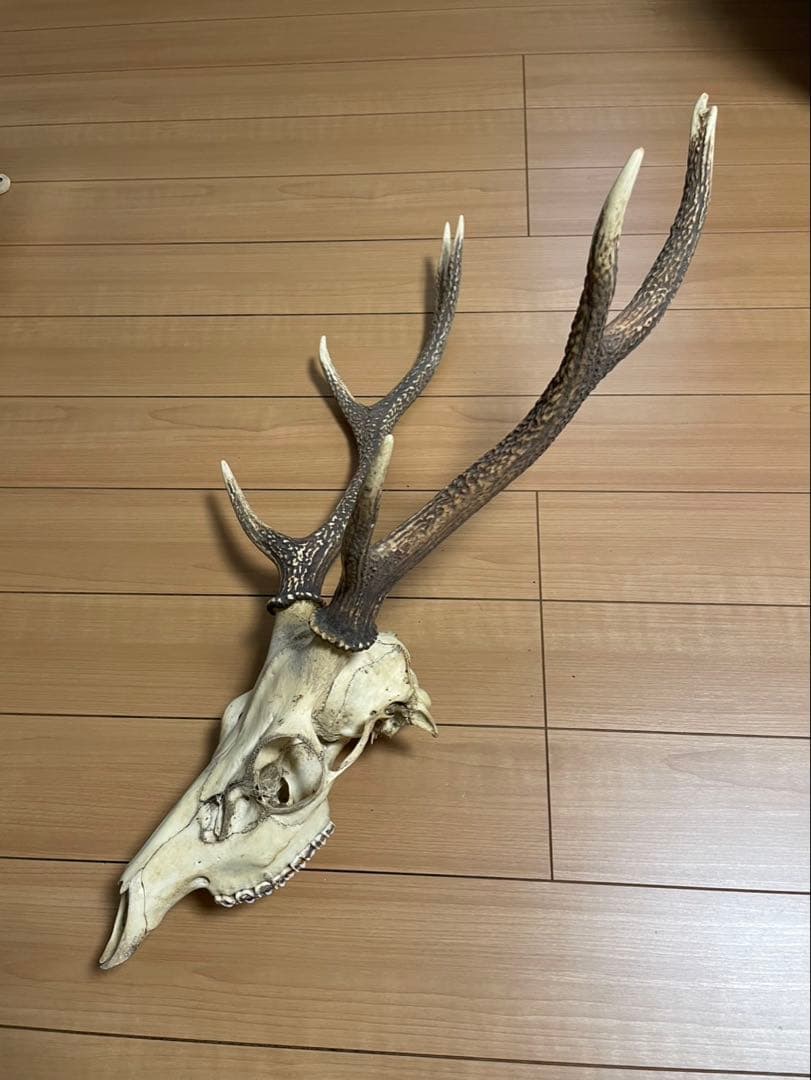 鹿の頭骨 角付き インテリア用　魔除け　ニホンジカ　2本　パキポんぐ