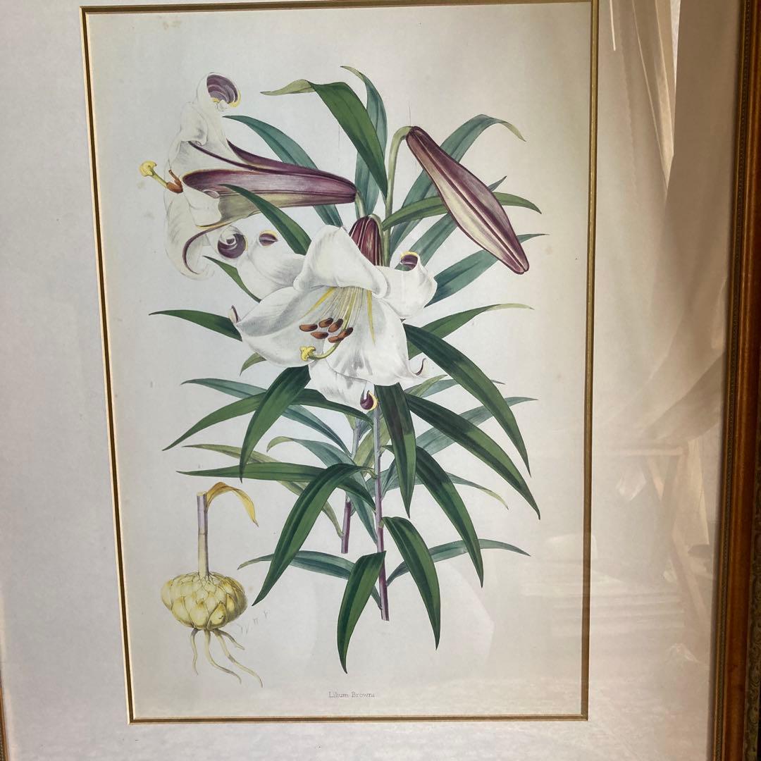 ボタニカル　絵　ローラアシュレイ　イギリスで購入