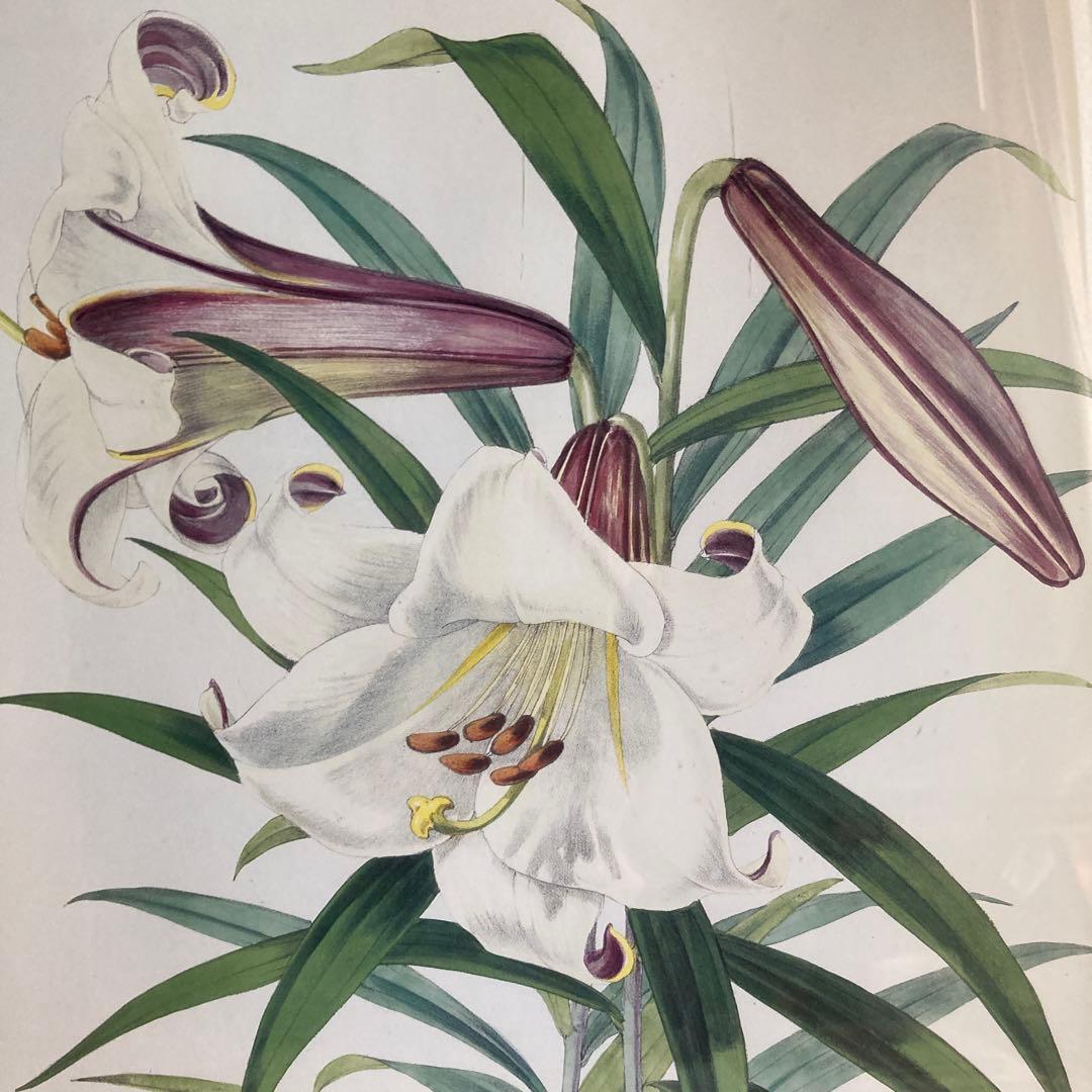 ボタニカル　絵　ローラアシュレイ　イギリスで購入