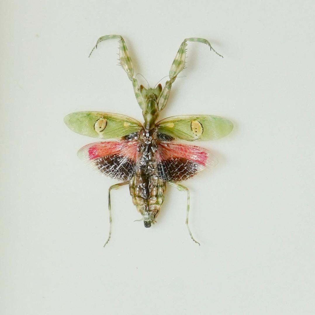 昆虫標本セット　希少