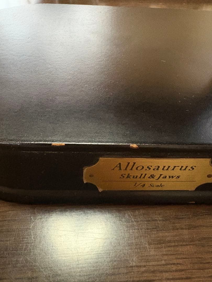 恐竜（アロサウルス）の頭部模型 黒色台座付き