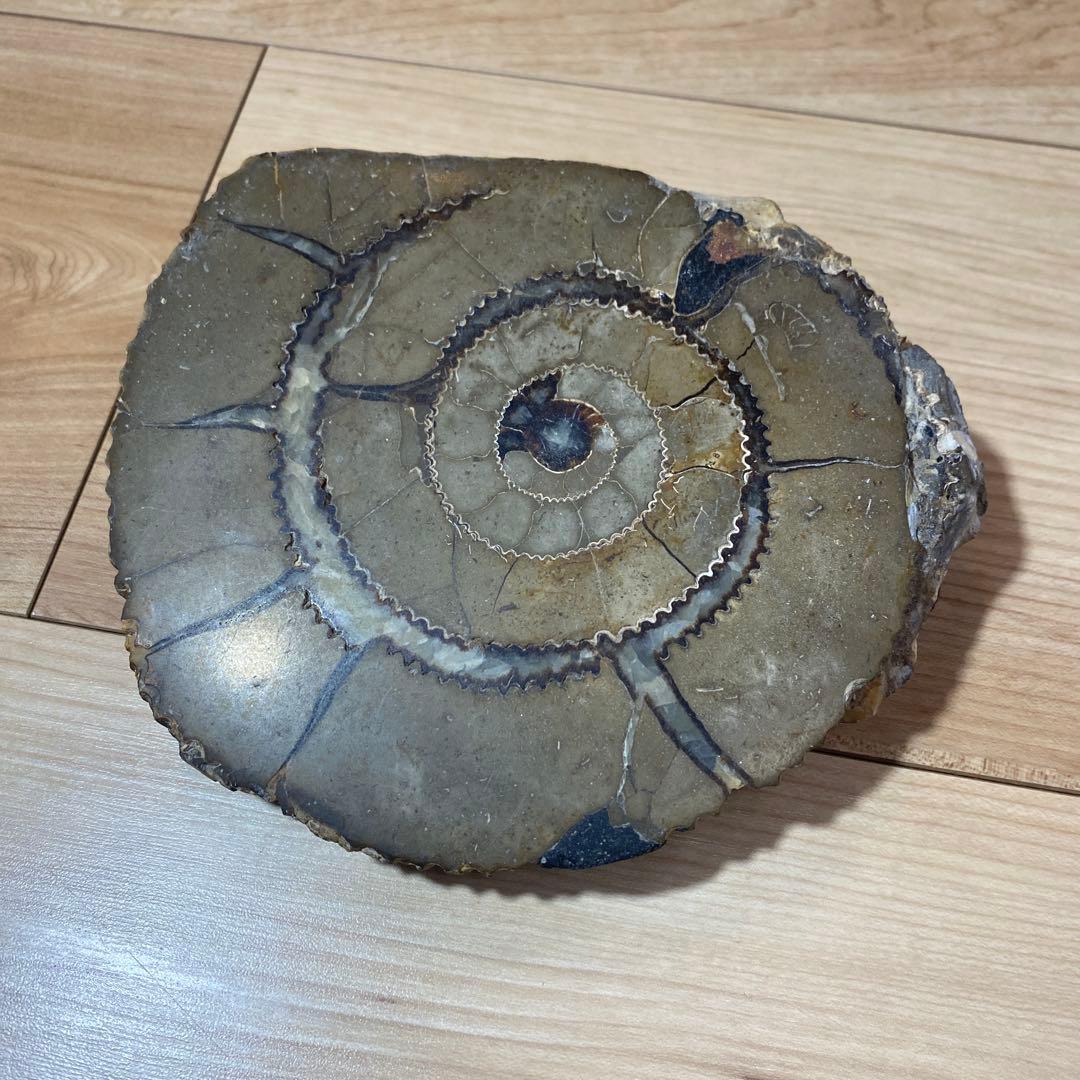 アンモナイト　化石