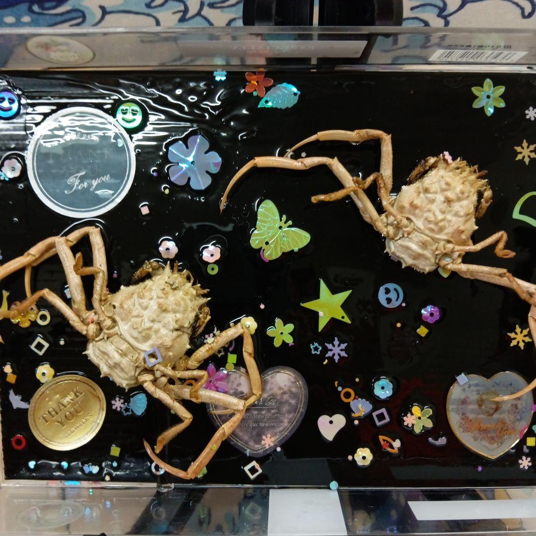 平家武者怨霊稀少レア瀬戸内海源平合戦古戦場人面蟹個体リアル立体鬼面蟹コレクション