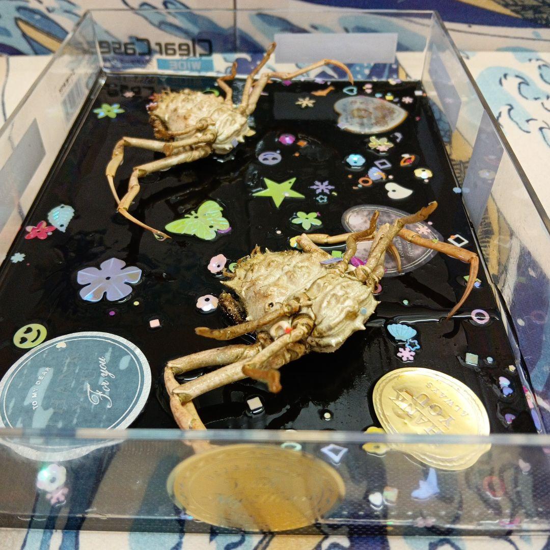 平家武者怨霊稀少レア瀬戸内海源平合戦古戦場人面蟹個体リアル立体鬼面蟹コレクション