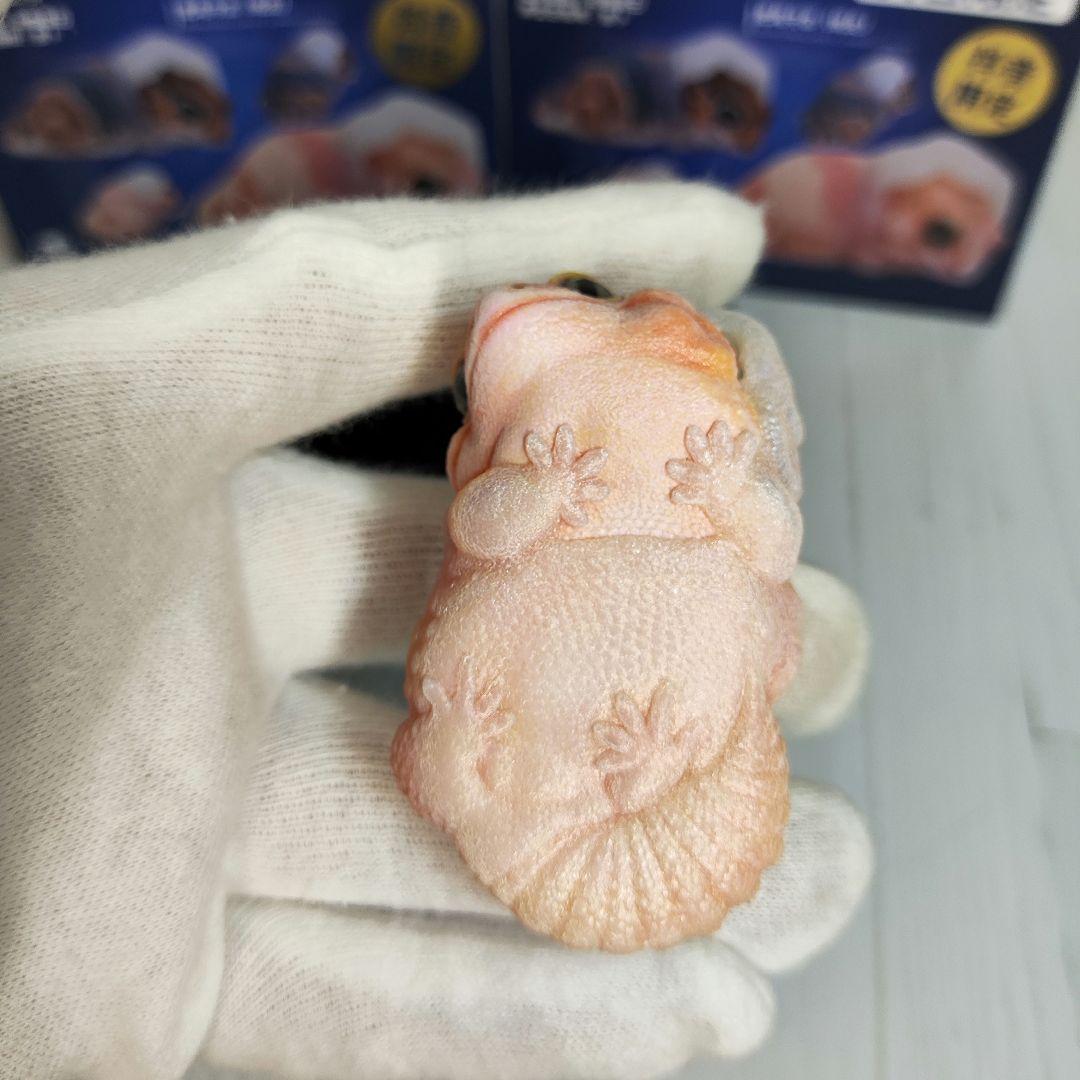 【動物の惑星】88体限定★ニシアフリカトカゲモドキ（脱皮版）2体!! フィギュア