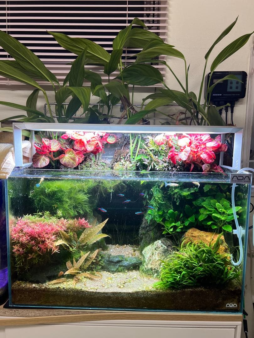 ADA 水草水槽 60cm RGBライト、CO2システム付き！オプション多数⭐︎