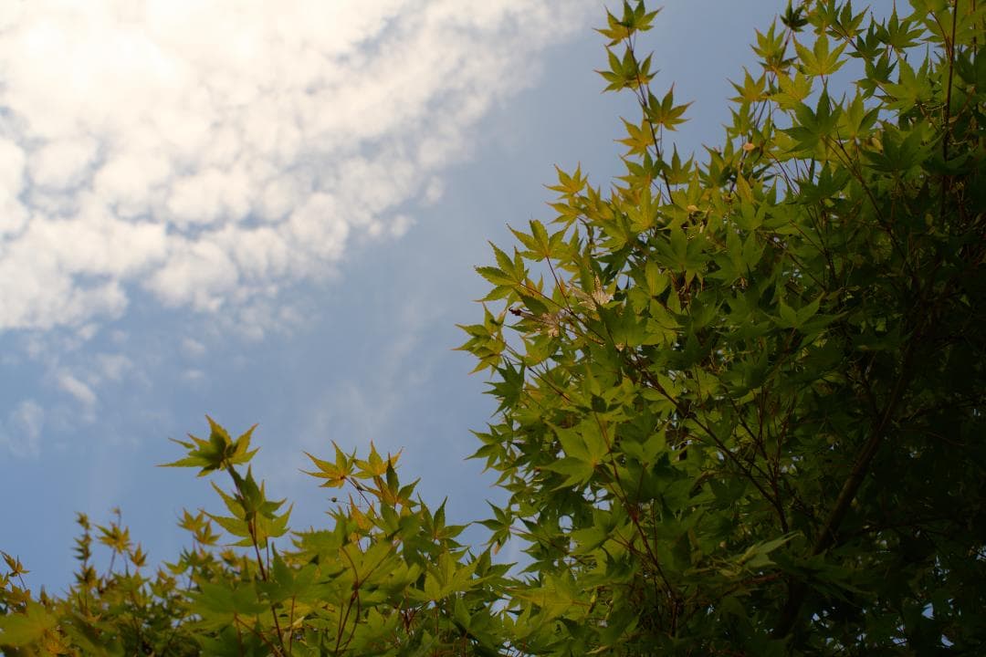 フィルムカメラ Super-Multi-Coated TAKUMAR 35mm F2 M42