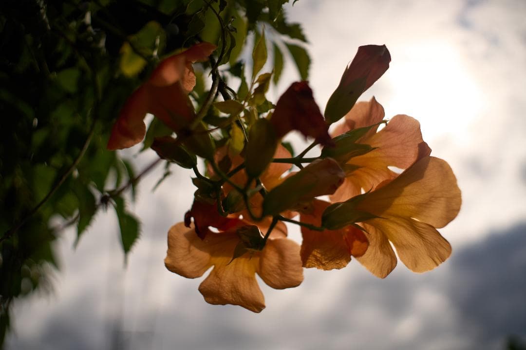 フィルムカメラ Super-Multi-Coated TAKUMAR 35mm F2 M42