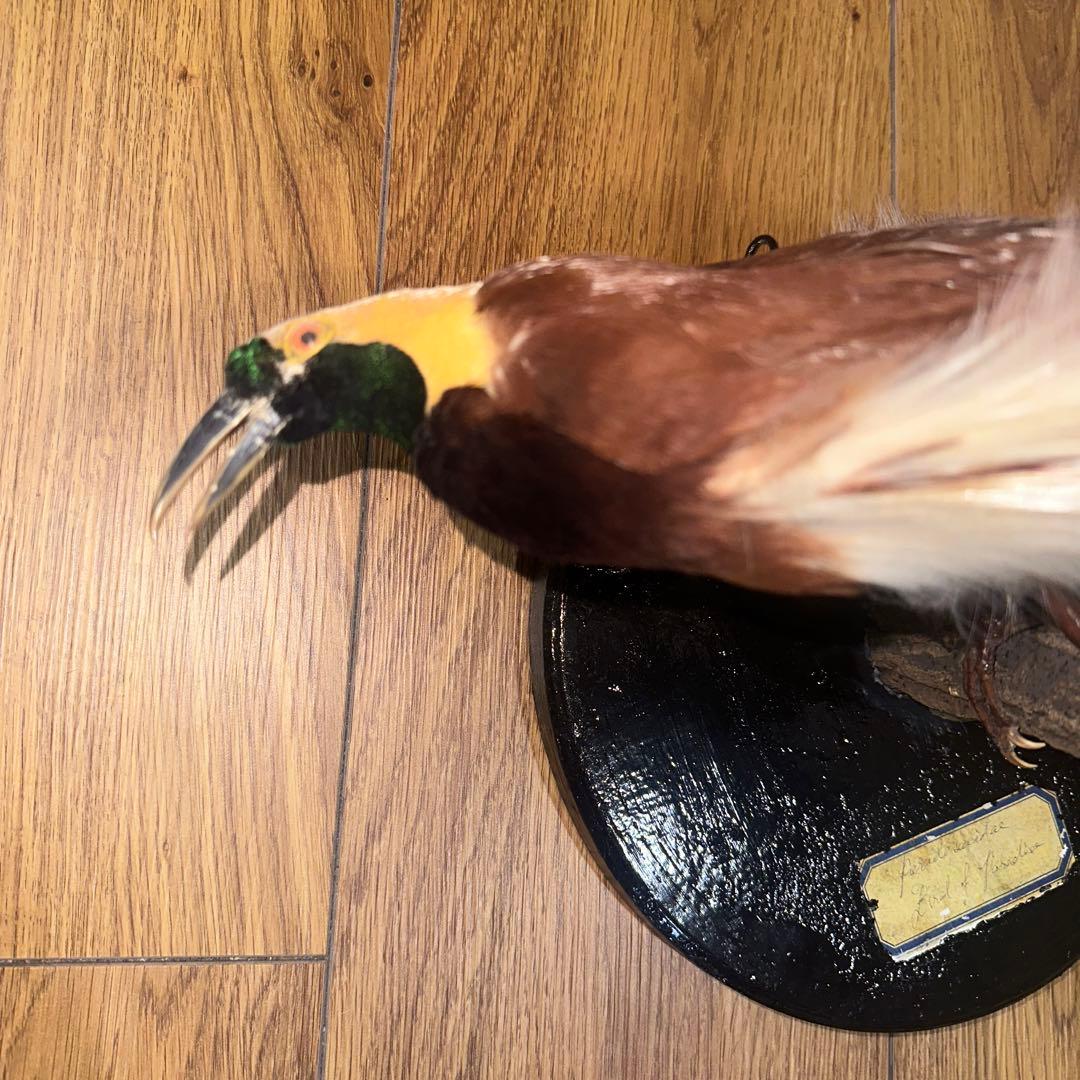 パリ鳥オブジェ　台座付アンティークビンテージ bird of paradise