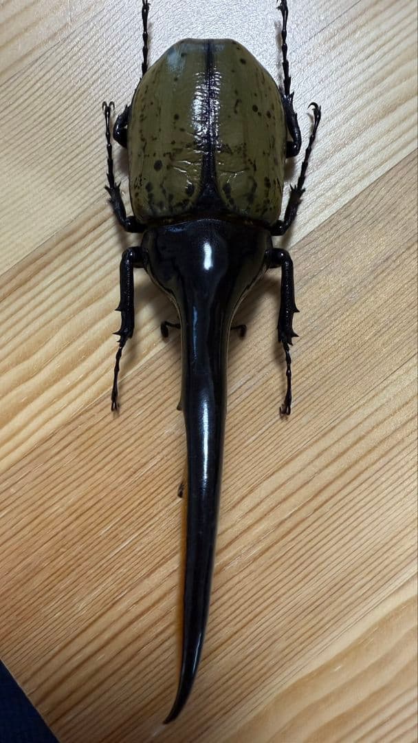 最終値下げ　ヘラクレスオオカブト　161mmペア