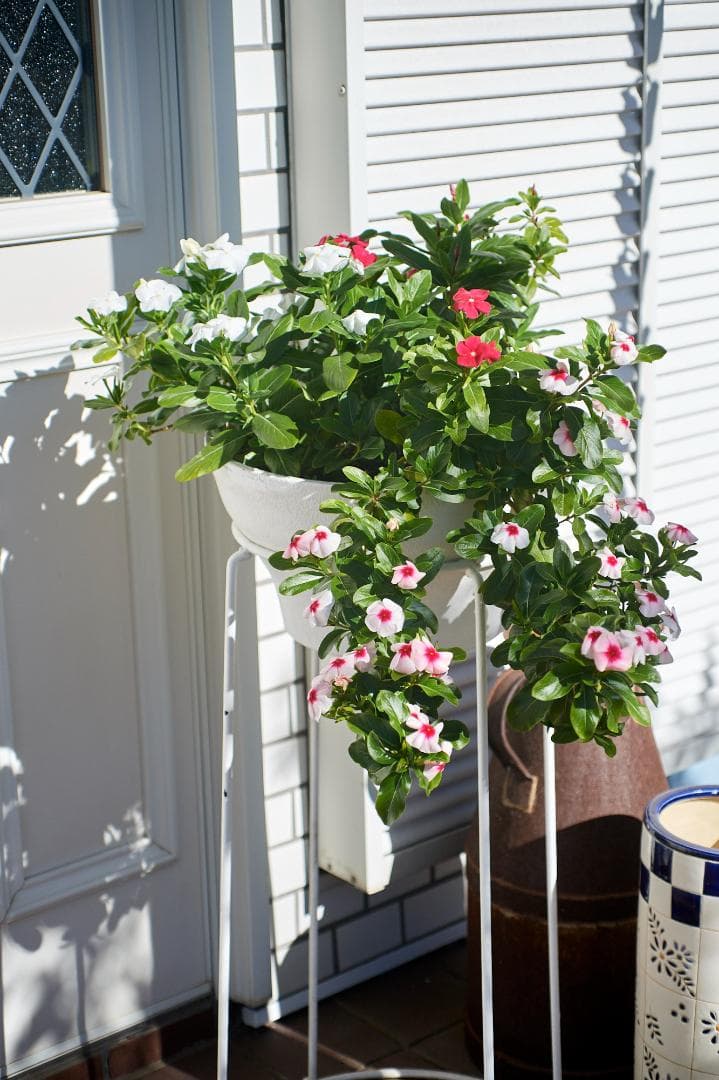 SMC PENTAX F1.4 /50mm KマウントL37