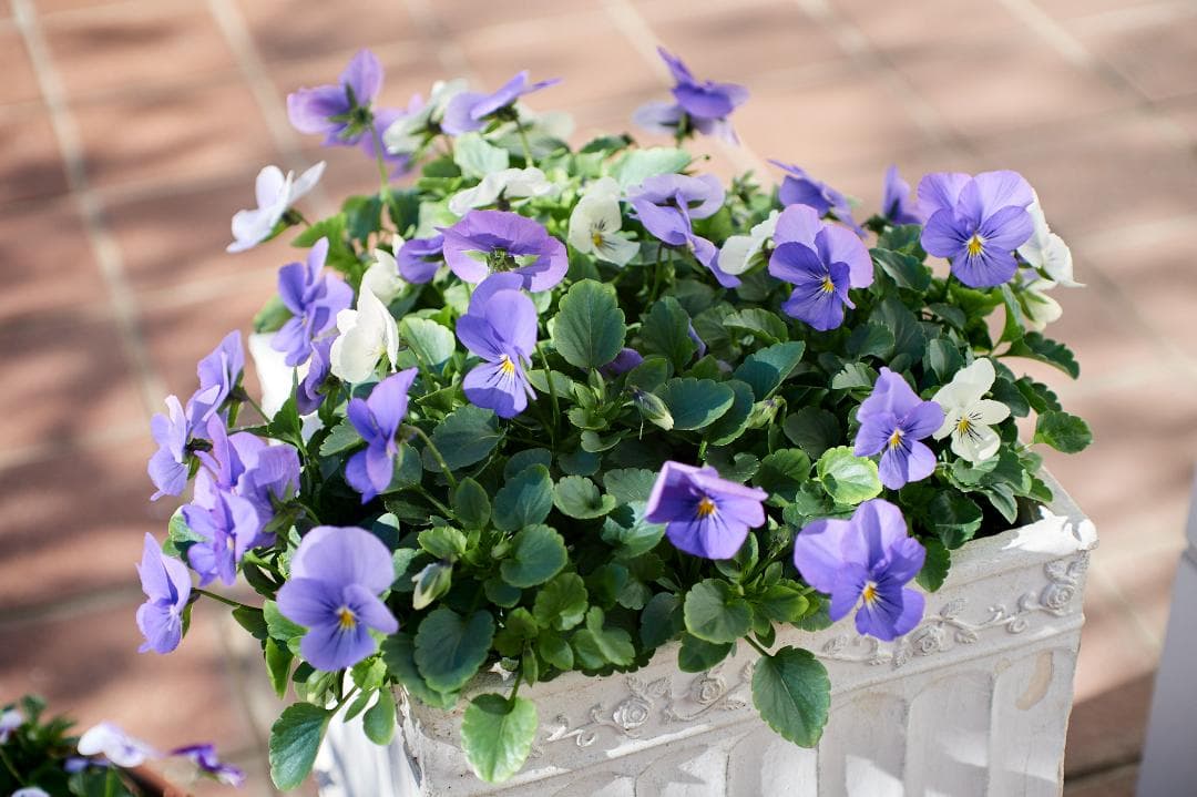 SMC PENTAX F1.4 /50mm KマウントL37