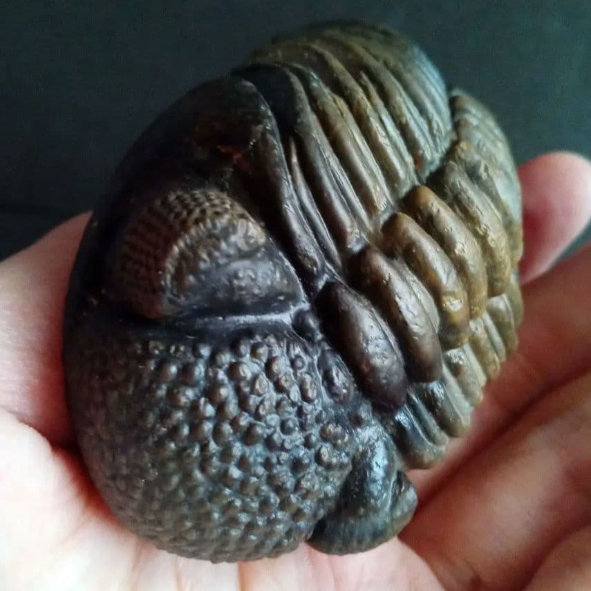 ジャイアントファコプス　超大型種　極美麗　ハイポストーマ有り　極めて希少　特級