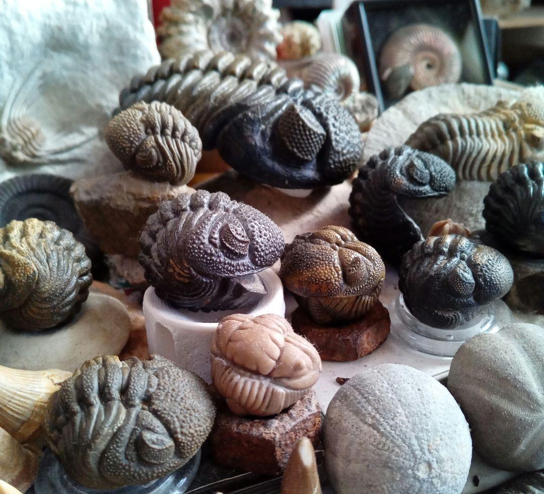 ジャイアントファコプス　超大型種　極美麗　ハイポストーマ有り　極めて希少　特級