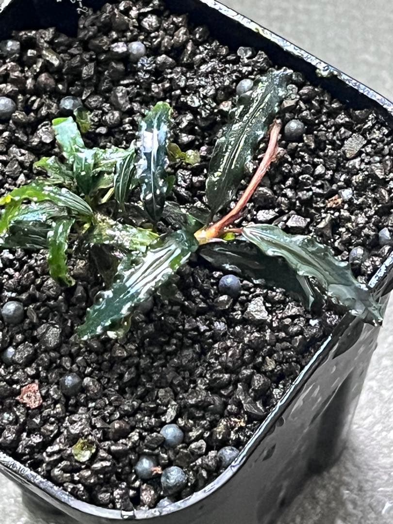 Bucephalandra sp. \"Sintang-2\" 黒葉　正規タグ付き